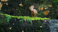 Walking with Dinosaurs 3D Image 1