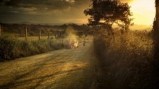 The Road Image 1