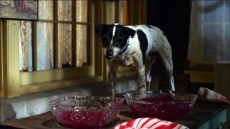 Vampire Dog Image 1