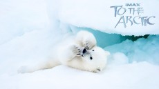 To the Arctic 3D Image 1