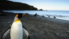 Penguins Image 1
