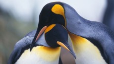 Penguins Image 2