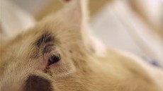 Upstream Color Image 1