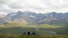 Wildlike Image 3