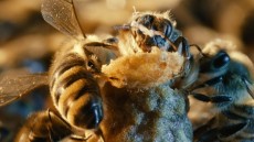 More Than Honey Image 3