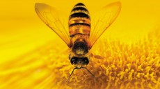 More Than Honey Image 1