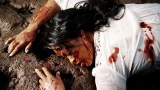 Falcon Rising Image 1