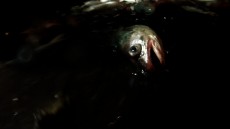 Leviathan Image 2
