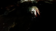 Leviathan Image 1
