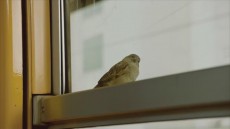Bird People Image 2