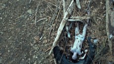 Jamie Marks Is Dead Image 2