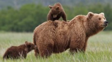 Bears Image 2