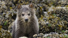 Bears Image 4
