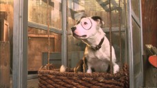 The Little Rascals Save the Day Image 2