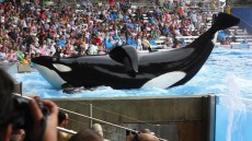 Blackfish Image 1