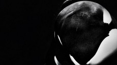 Blackfish Image 2