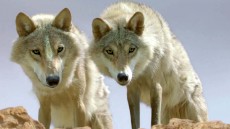 Wolf Totem Image 3