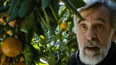 Tangerines Image 1