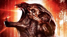 Animal Image 4