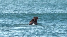 Of Horses and Men Image 2