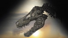 Dinosaur 13 Image 3