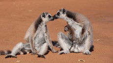 Island of Lemurs: Madagascar Image 4