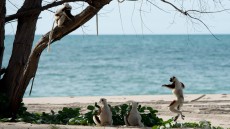 Island of Lemurs: Madagascar Image 2