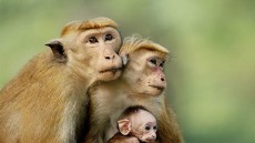 Monkey Kingdom Image 1