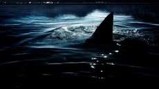 Shark Lake Image 2