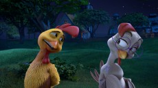 Un gallo con muchos huevos Image 4