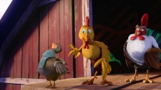 Un gallo con muchos huevos Image 1